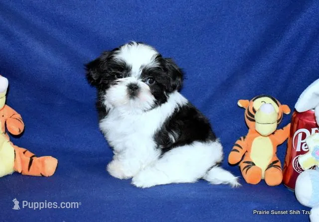 JuJu's B2 Boy, a male Shih Tzu for sale in Goff, KS – 1 of 6