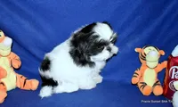 JuJu's B2 Boy, a male Shih Tzu for sale in Goff, KS – 6 of 6
