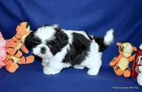 JuJu's B2 Boy, a male Shih Tzu for sale in Goff, KS – 3 of 6