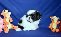 JuJu's B2 Boy, a male Shih Tzu for sale in Goff, KS – 4 of 6