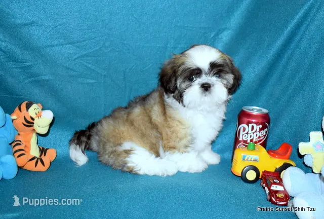 Pebbles B2 Boy – Shih Tzu puppy for sale in Goff, KS