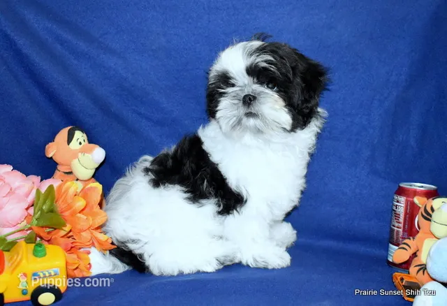 JuJu's B1 Boy – Shih Tzu puppy for sale in Goff, KS