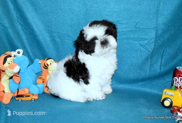 JuJu's B1 Boy – Shih Tzu puppy for sale in Goff, KS