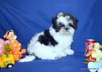 JuJu's B1 Boy, a male Shih Tzu for sale in Goff, KS – 6 of 6