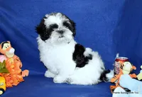 JuJu's B1 Boy, a male Shih Tzu for sale in Goff, KS – 4 of 6