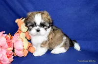 Pebbles B2 Boy, a male Shih Tzu for sale in Goff, KS – 5 of 6