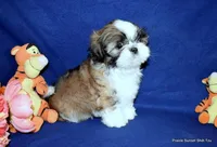 Pebbles B2 Boy, a male Shih Tzu for sale in Goff, KS – 4 of 6