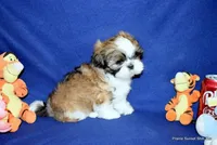 Pebbles B2 Boy, a male Shih Tzu for sale in Goff, KS – 6 of 6