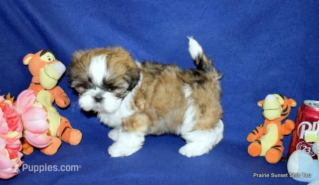 Pebbles B2 Boy – Shih Tzu puppy for sale in Goff, KS