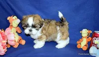 Pebbles B2 Boy, a male Shih Tzu for sale in Goff, KS – 1 of 6
