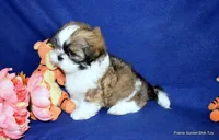 Pebbles B2 Boy, a male Shih Tzu for sale in Goff, KS – 3 of 6
