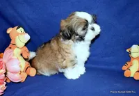 Pebbles B2 Boy, a male Shih Tzu for sale in Goff, KS – 2 of 6