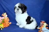 JuJu's B1 Boy, a male Shih Tzu for sale in Goff, KS – 2 of 6