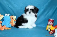 Pebbles B1 Boy, a male Shih Tzu for sale in Goff, KS – 2 of 6