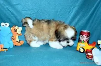 Pebbles B2 Boy, a male Shih Tzu for sale in Goff, KS – 5 of 6