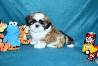 Pebbles B2 Boy, a male Shih Tzu for sale in Goff, KS – 2 of 6