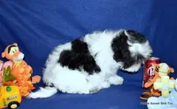 JuJu's B1 Boy, a male Shih Tzu for sale in Goff, KS – 3 of 6