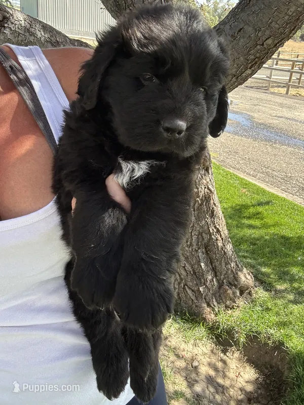 John Wanye – Newfoundland puppy for sale in Buhl, ID