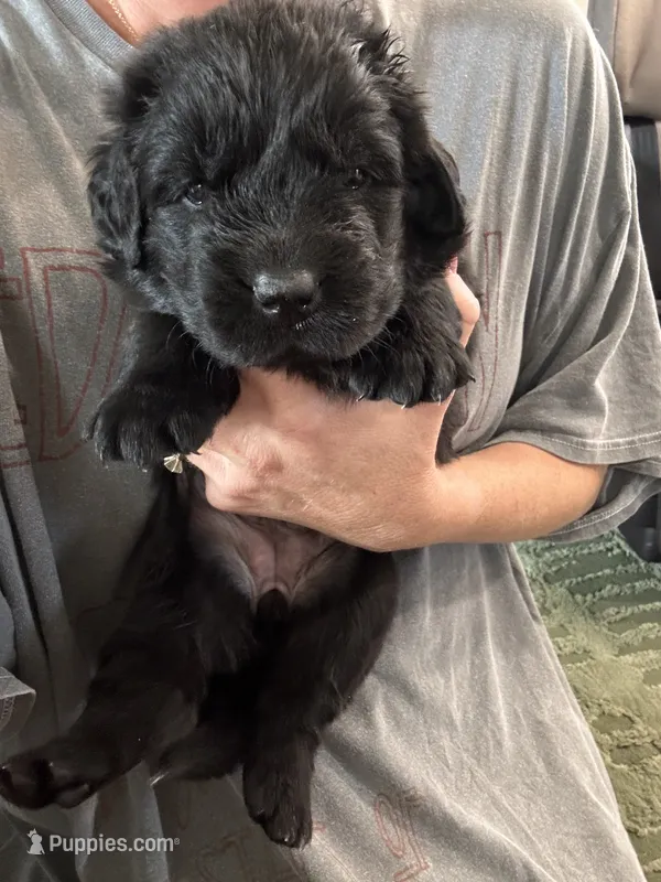 John Wayne – Newfoundland puppy for sale in Buhl, ID