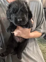 John Wayne, a male Newfoundland for sale in Buhl, ID – 1 of 1