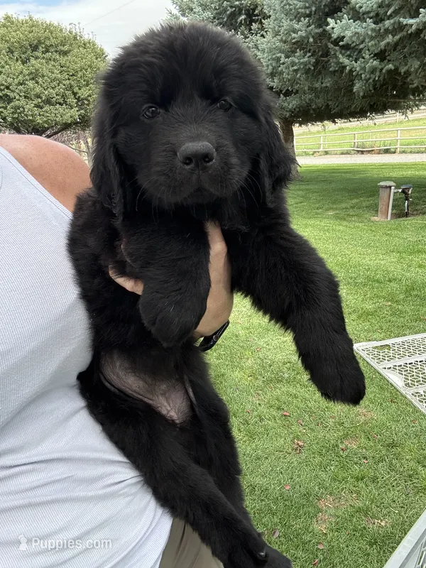 Ella – Newfoundland puppy for sale in Buhl, ID