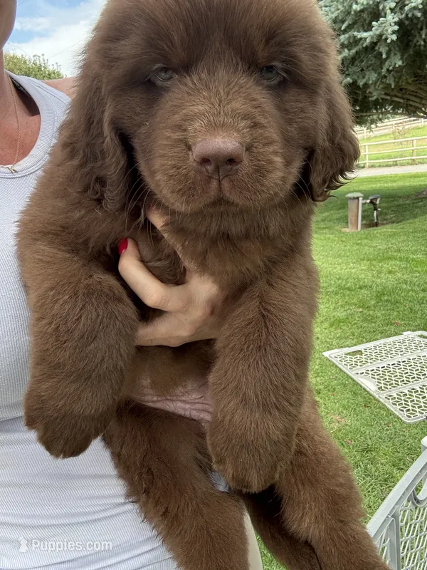 Dolly – Newfoundland puppy for sale in Buhl, ID