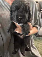 Ella, a female Newfoundland for sale in Buhl, ID – 1 of 1