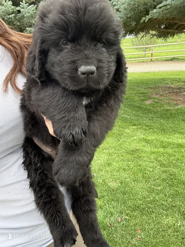 John Wanye – Newfoundland puppy for sale in Buhl, ID