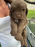 Dolly, a female Newfoundland for sale in Buhl, ID – 1 of 1