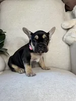Raven, a female French Bulldog for sale in Whitefish, MT – 5 of 6