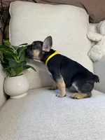 Frankie, a male French Bulldog for sale in Whitefish, MT – 6 of 6