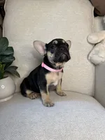 Raven, a female French Bulldog for sale in Whitefish, MT – 2 of 6