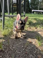Raven, a female French Bulldog for sale in Whitefish, MT – 4 of 6