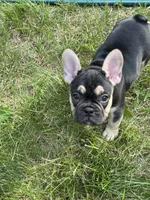 Raven, a female French Bulldog for sale in Whitefish, MT – 5 of 6