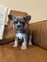 Shadow, a male French Bulldog for sale in Whitefish, MT – 3 of 5