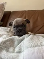 Ash , a male French Bulldog for sale in Whitefish, MT – 5 of 6