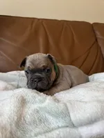 Ash , a male French Bulldog for sale in Whitefish, MT – 3 of 6