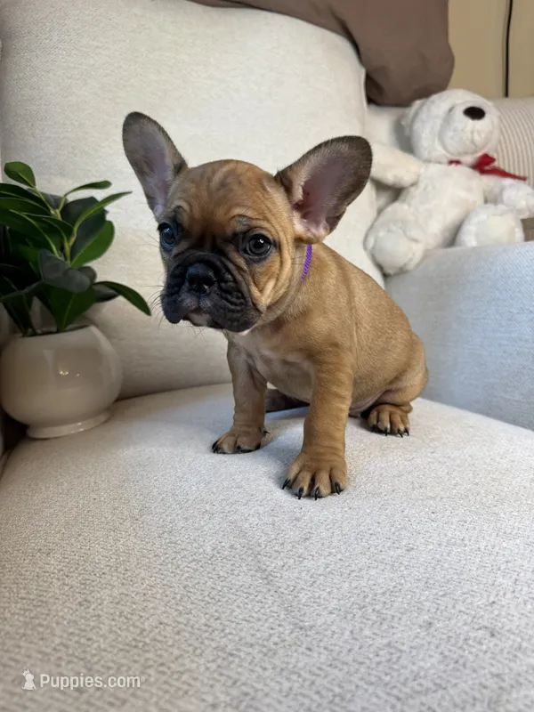 Willow – French Bulldog puppy for sale in Whitefish, MT