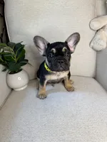 Frankie, a male French Bulldog for sale in Whitefish, MT – 3 of 6