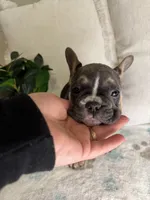 Shadow, a male French Bulldog for sale in Whitefish, MT – 5 of 5