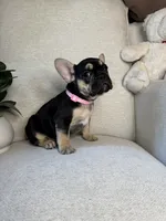 Raven, a female French Bulldog for sale in Whitefish, MT – 3 of 6