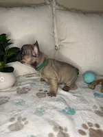 Mouse, a male French Bulldog for sale in Whitefish, MT – 4 of 5