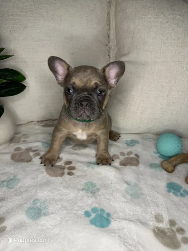 Mouse – French Bulldog puppy for sale in Whitefish, MT