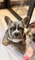 Shadow, a male French Bulldog for sale in Whitefish, MT – 2 of 5