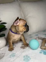 Willow, a female French Bulldog for sale in Whitefish, MT – 2 of 4