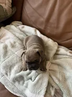 Ash , a male French Bulldog for sale in Whitefish, MT – 4 of 6
