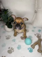 Willow, a female French Bulldog for sale in Whitefish, MT – 4 of 4