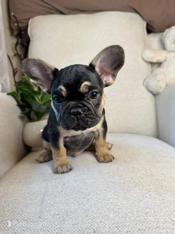 Frankie – French Bulldog puppy for sale in Whitefish, MT