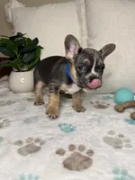 Shadow, a male French Bulldog for sale in Whitefish, MT – 1 of 5
