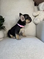 Raven, a female French Bulldog for sale in Whitefish, MT – 2 of 6